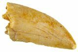 Serrated Raptor Tooth - Real Dinosaur Tooth #305552-1